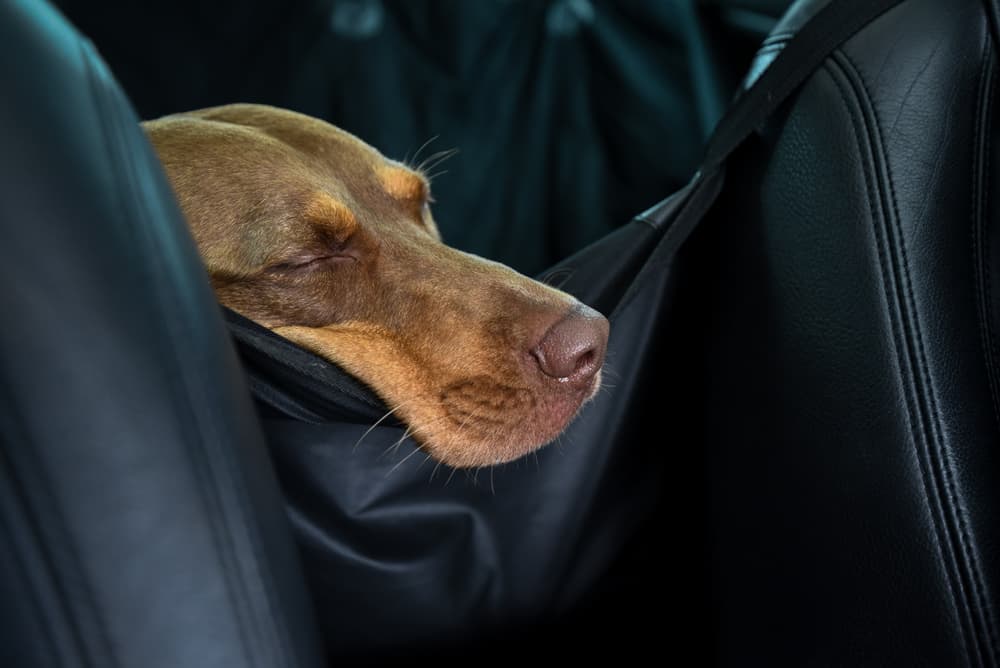 9 Best Dog Car Hammocks of 2023 - Vetstreet