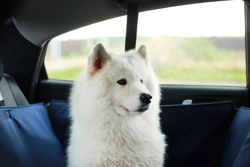 9 Best Dog Car Hammocks of 2024 - Vetstreet