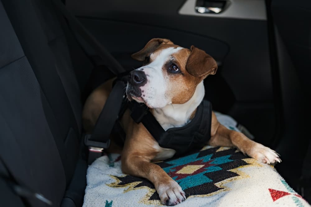 Dog laying in backseat of car wearing a car seatbelt