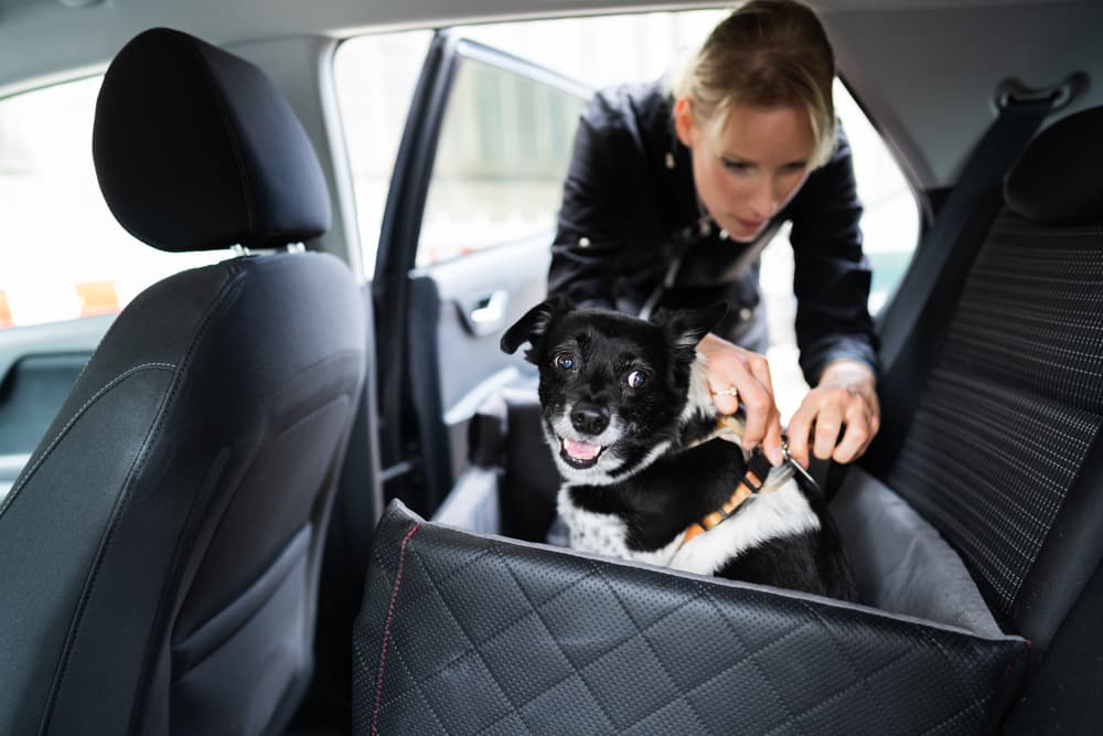 Owner clipping dog into seatbelt in the car