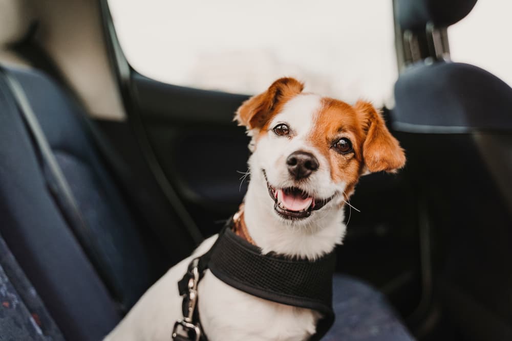 9 Best Dog Car Seats and Seat Belts for Safe Travels