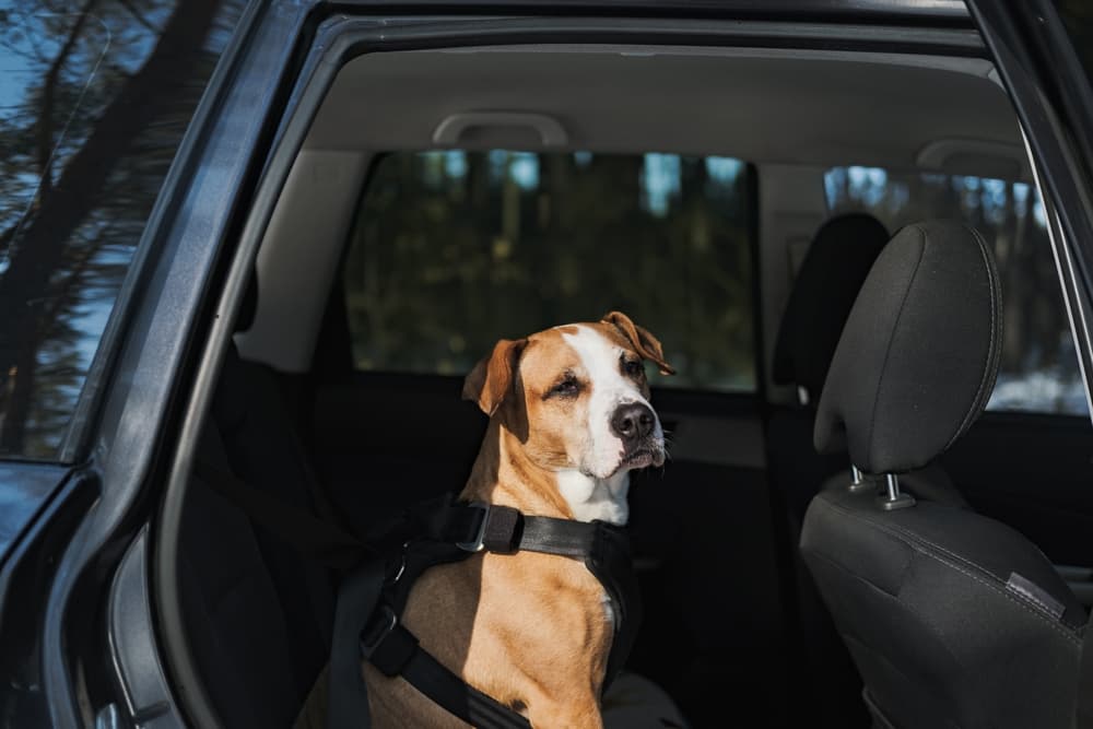Dog sitting in backseat of car wearing a dog seatbelt