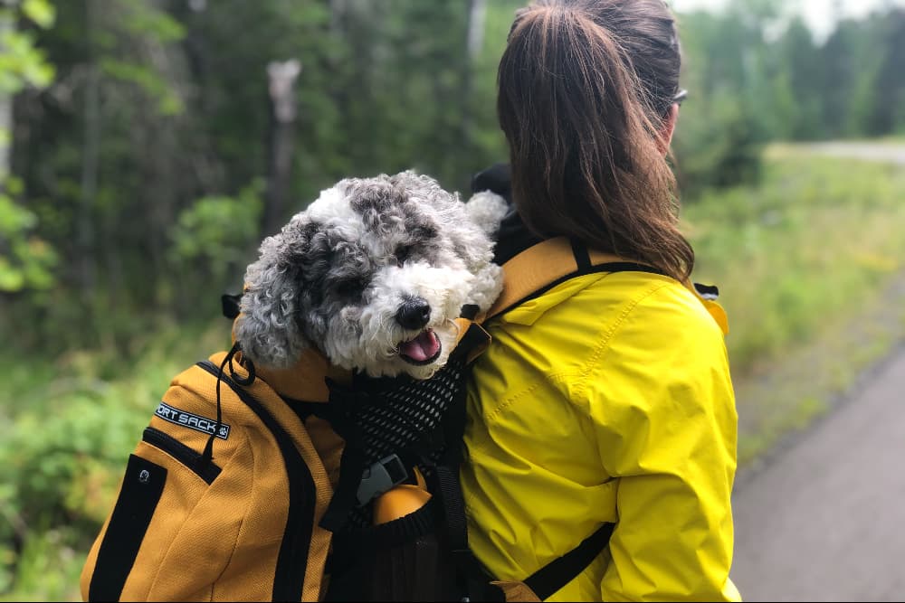 7 Dog Carrier Backpacks for Hands-Free Style