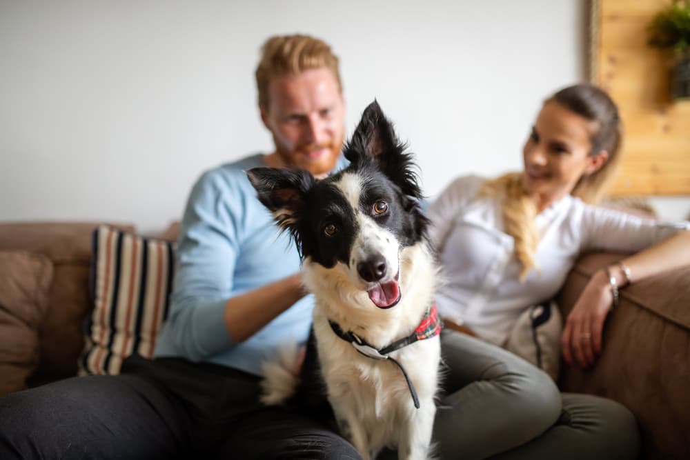 Dog head tilted at home happy on couch with owners