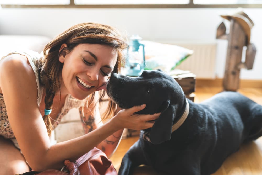 Dog giving owner kiss at home