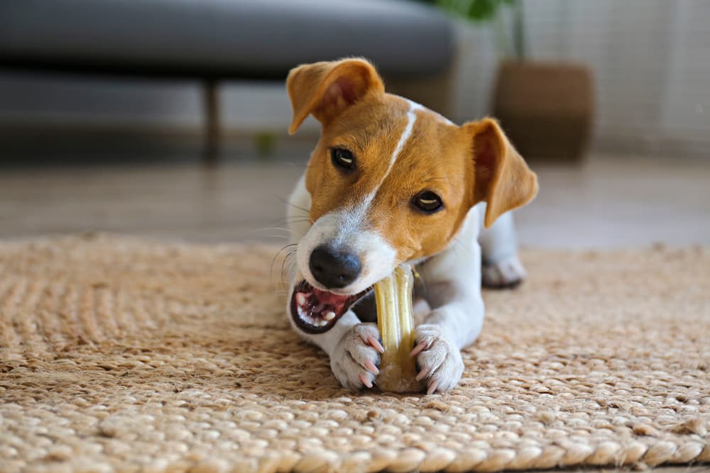 7 Best Dog Chews for Chomping in 2023