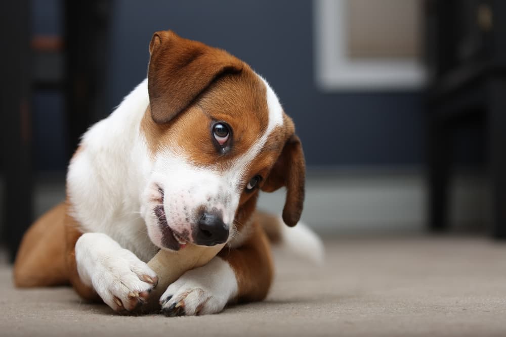 Dog chewing on a bone at home