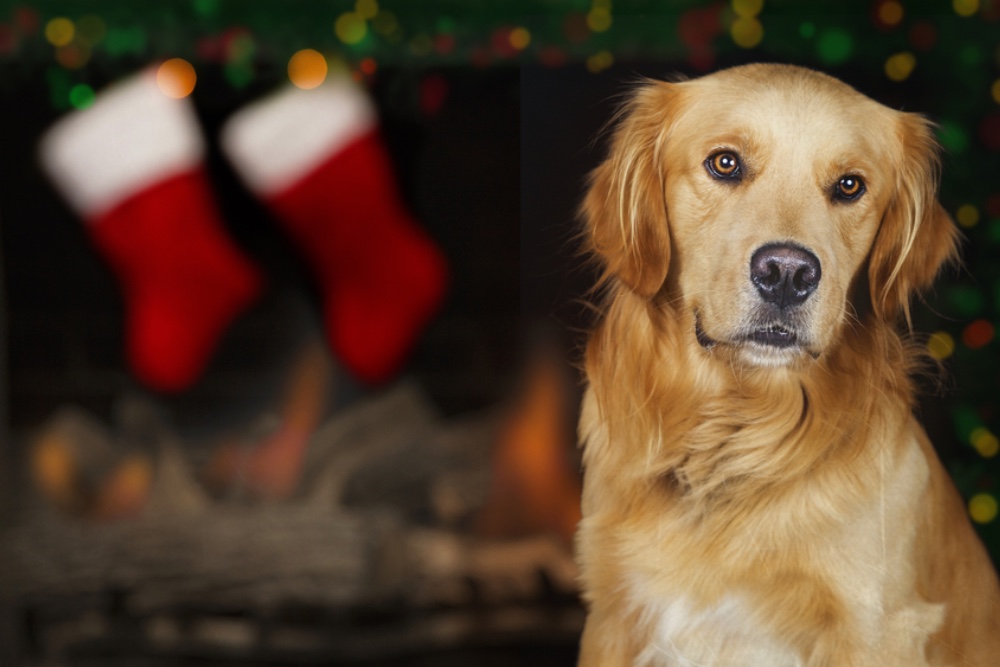 8 Dog Christmas Stockings (Plus Tips for Stuffing)