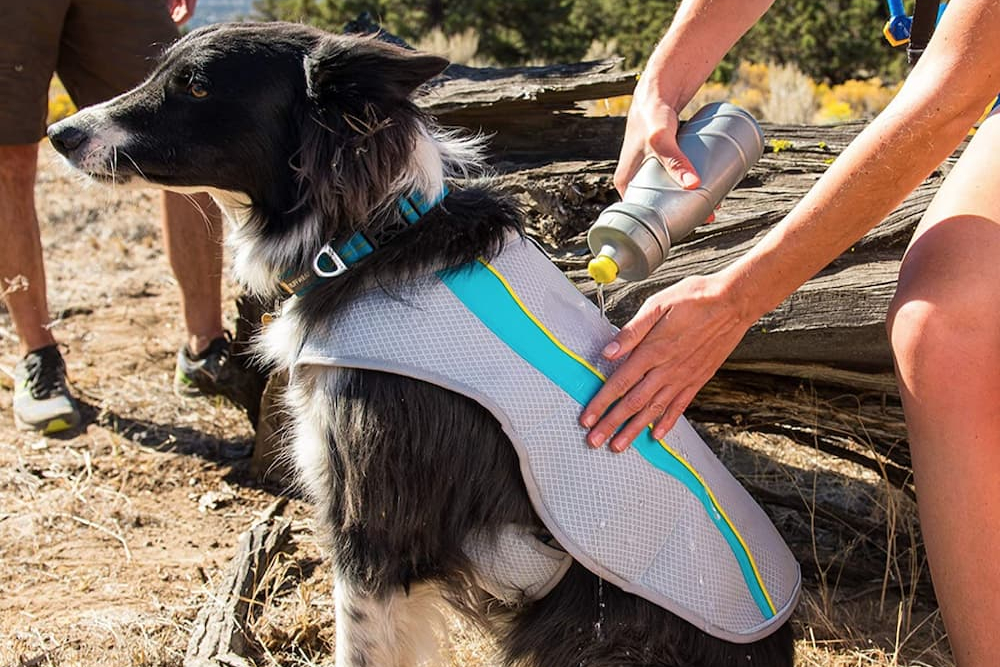 7 Best Dog Cooling Vests to Beat the Heat
