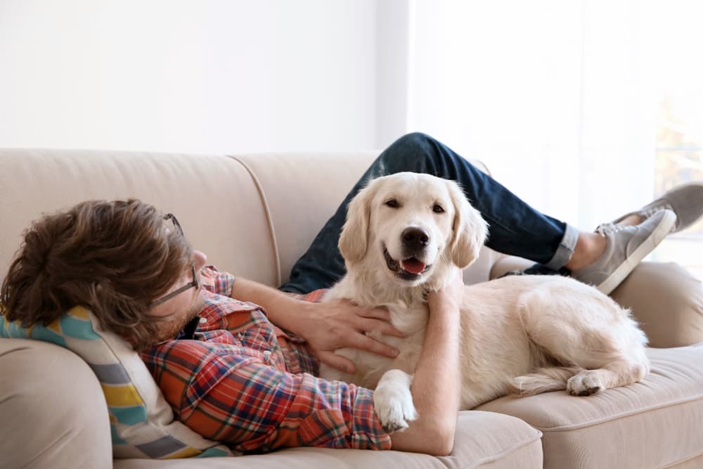 Dog laying on a couch with owner