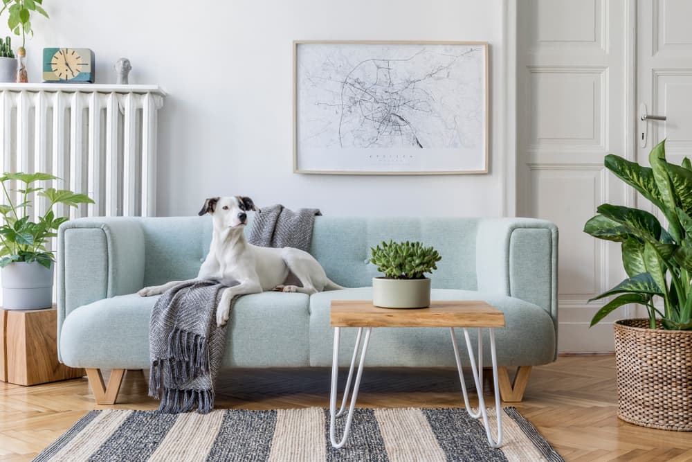 The 10 Best Couch Covers and Furniture Protectors for Dogs