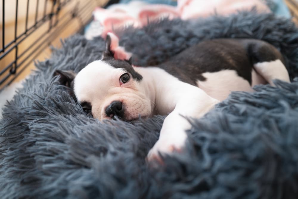 7 Best Dog Crate Covers for Bedtime Bliss