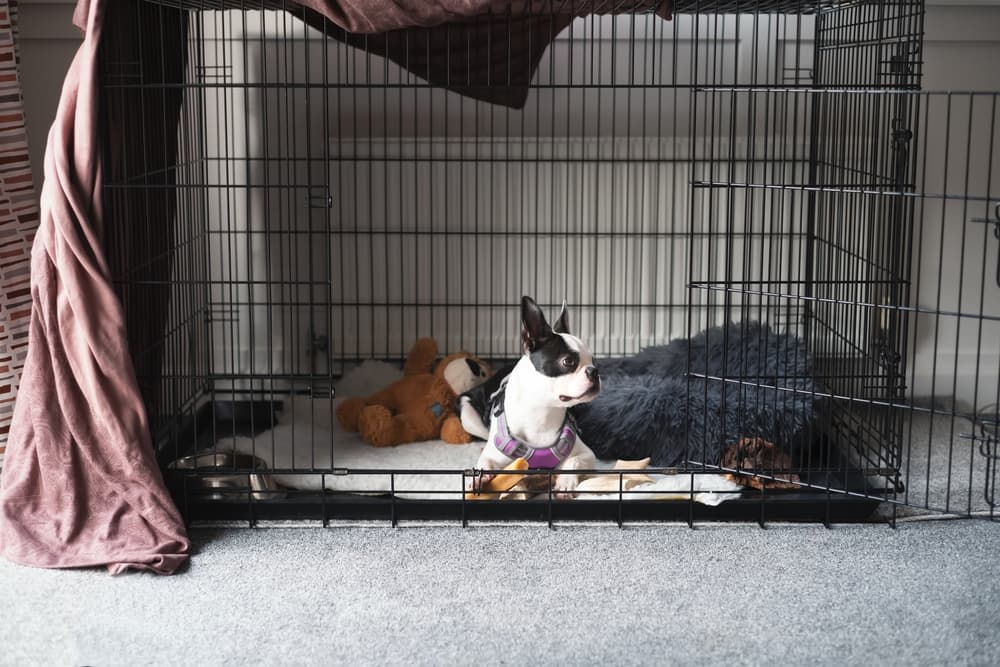 Dog in crate with cozy blanket and dog crate cover
