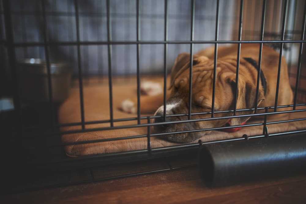 Happy dog asleep in their crate with a dog crate pad