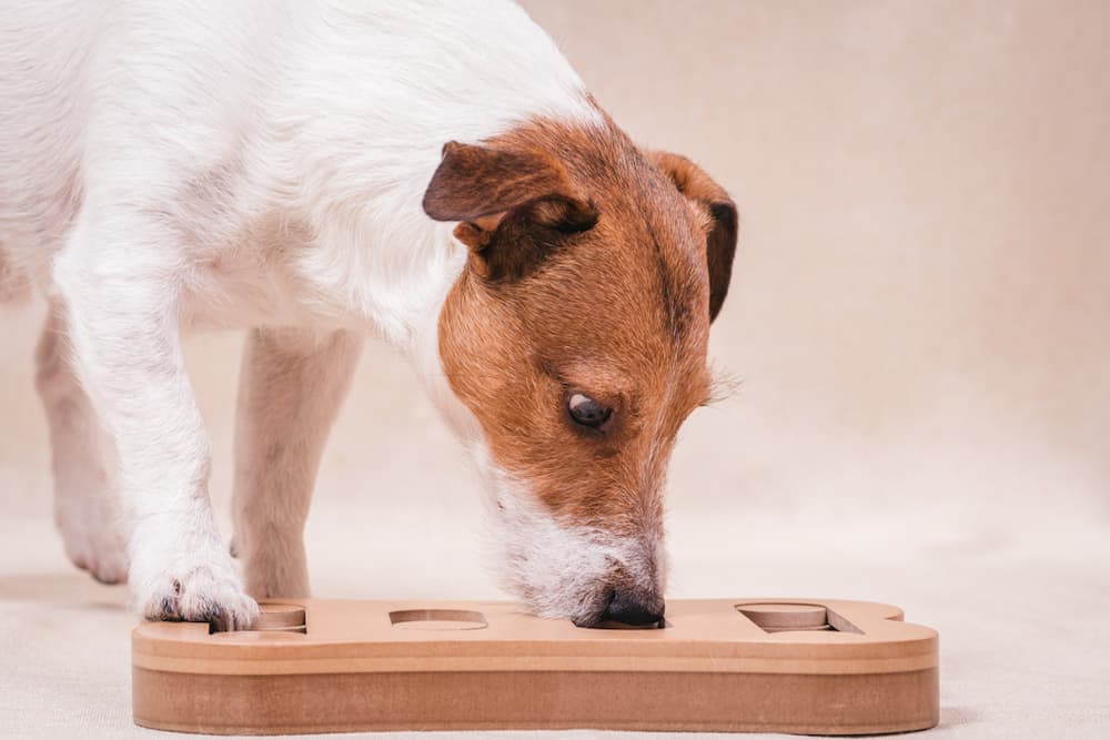 Dog playing with an enrichment toy