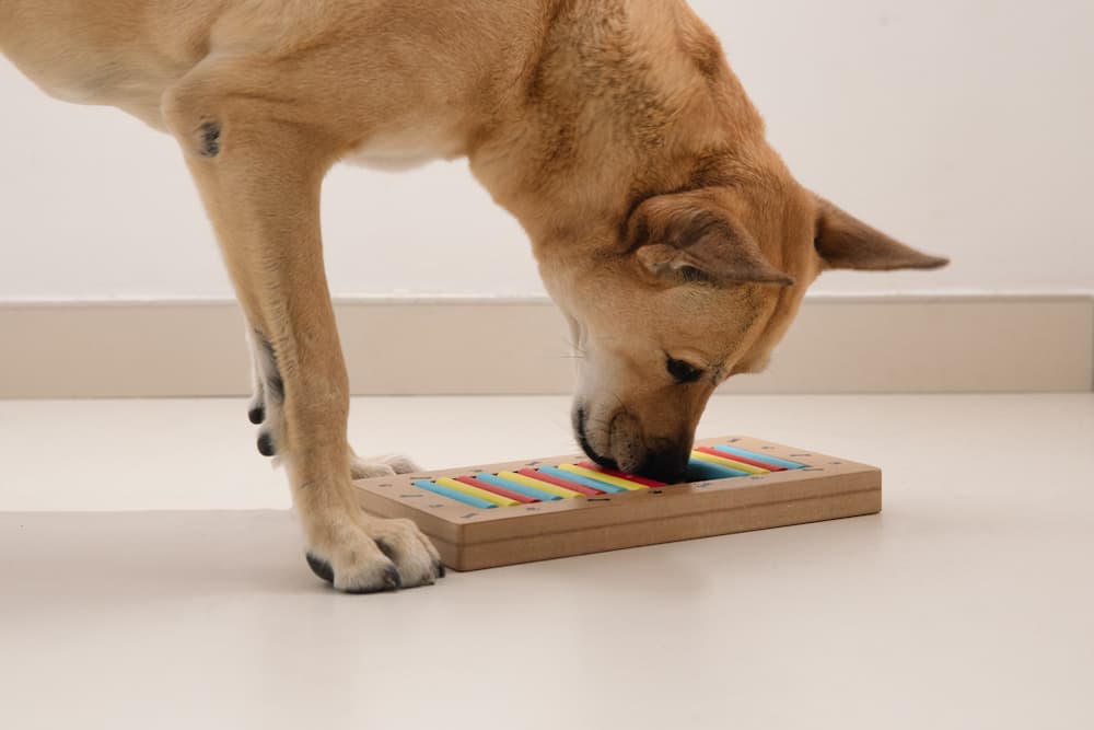 5 Unique Mental Stimulation Toys For Dogs – Furtropolis