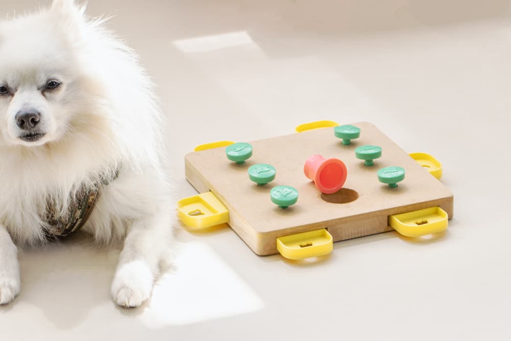 Happy dog next to a puzzle toy