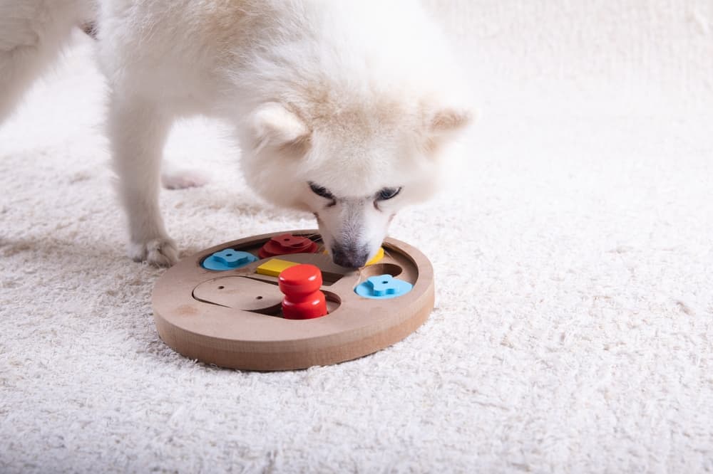 10 Best Puzzle Toys that Actually Help Bored Dogs