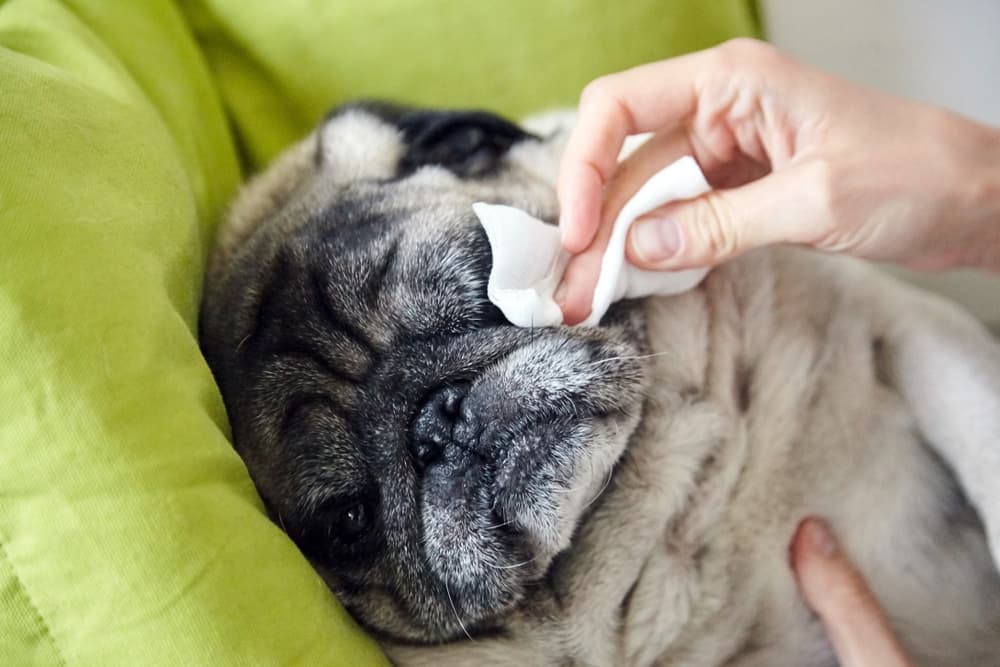 Best Dog Eye Wipes: 7 Picks for Clean Peepers