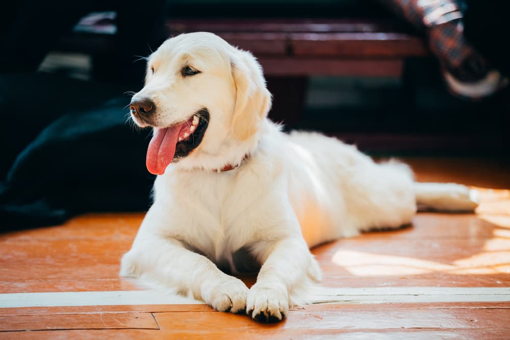 Happy dog laying on ground