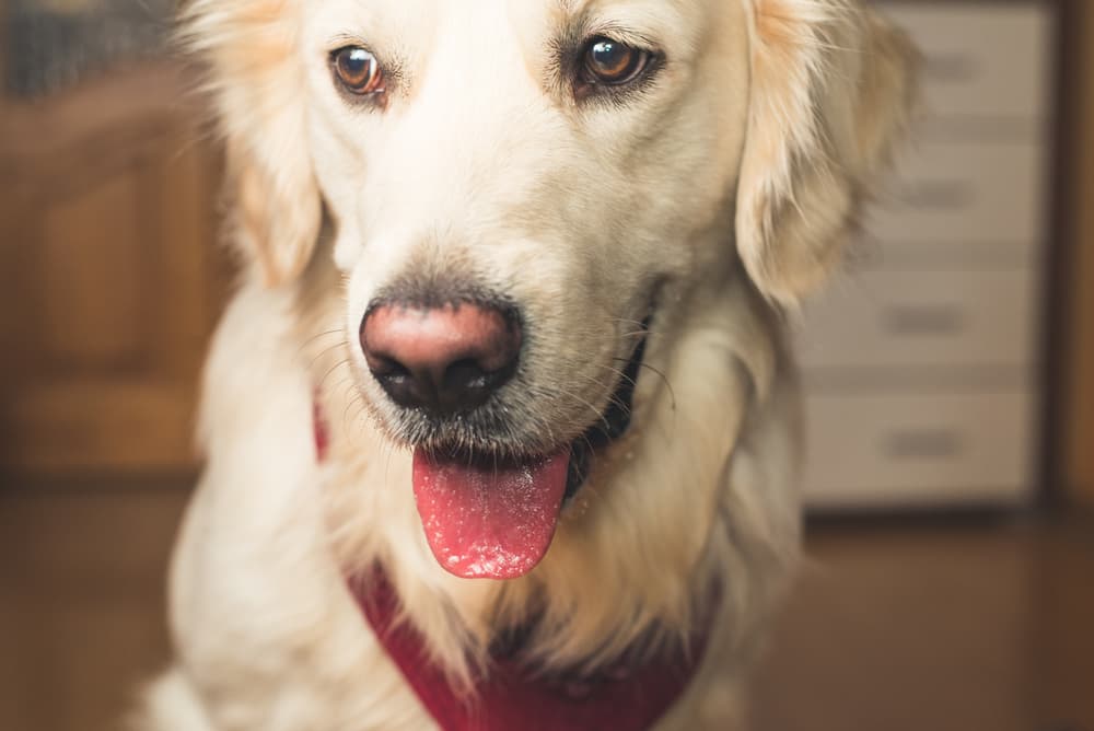 Dog begging for food