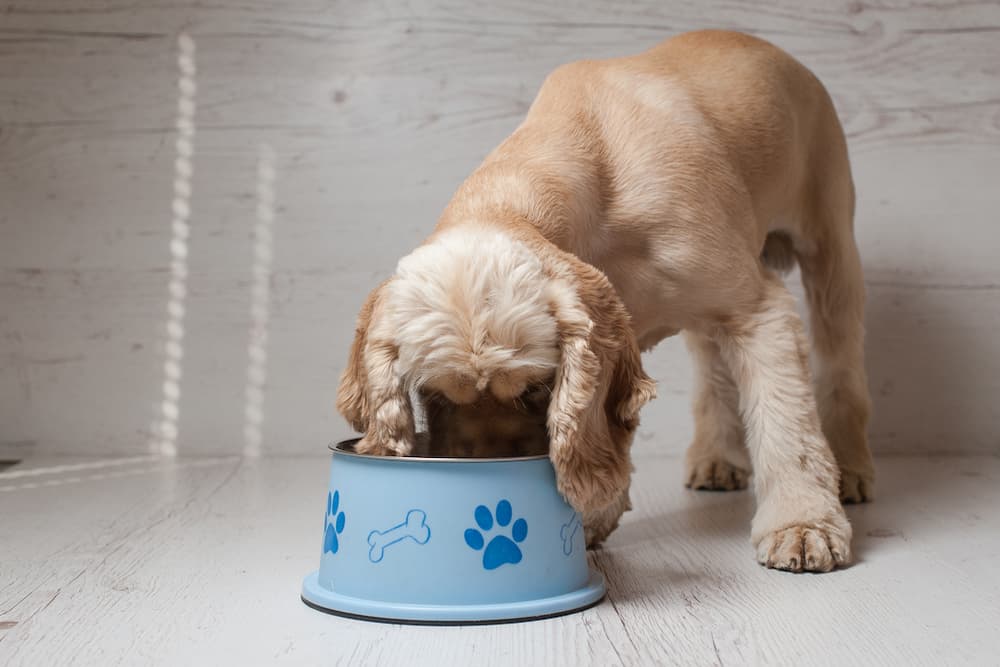 Dog eating food from a bowl