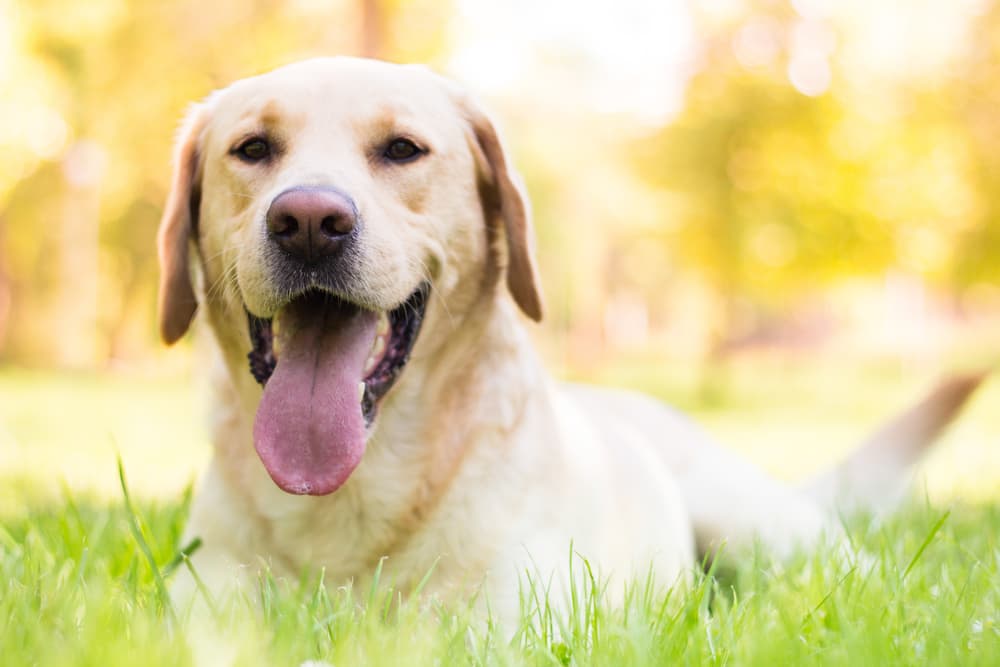 Happy dog laying in the grass