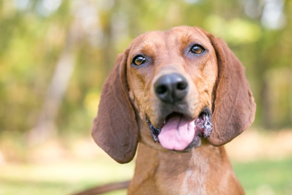 Dog smiling outdoors with tongue out