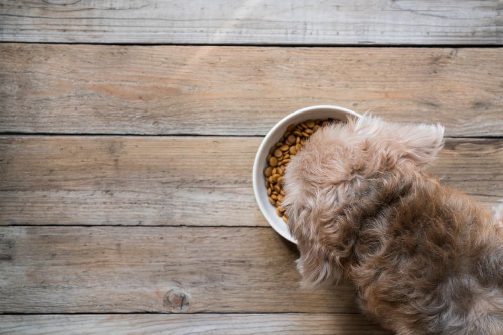 11 Dog Food Toppers to Mix Up Mealtime