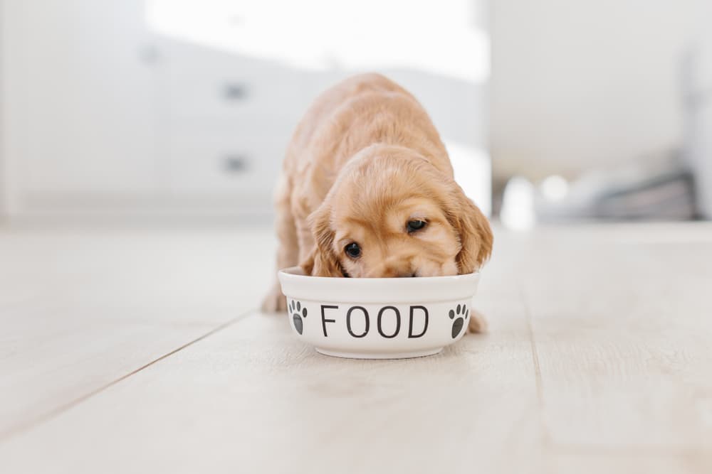 puppy eating food from a bowl in the kichen