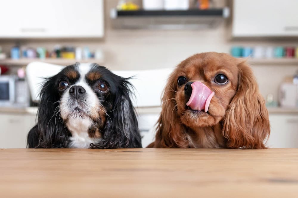 Two dogs behind table waiting for food, one licking its chops