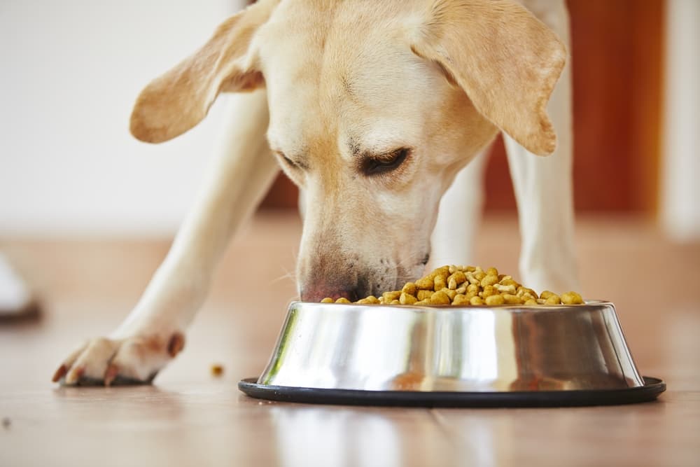 Dog eating from dog food bowl