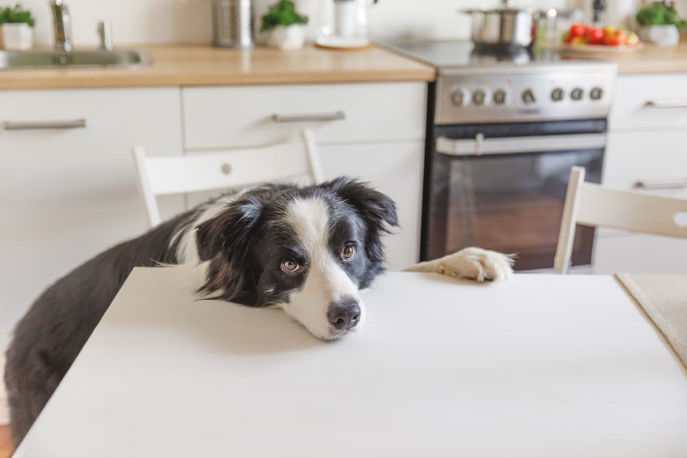 7 Dog Puzzle Toys to Boost Brainpower - Vetstreet