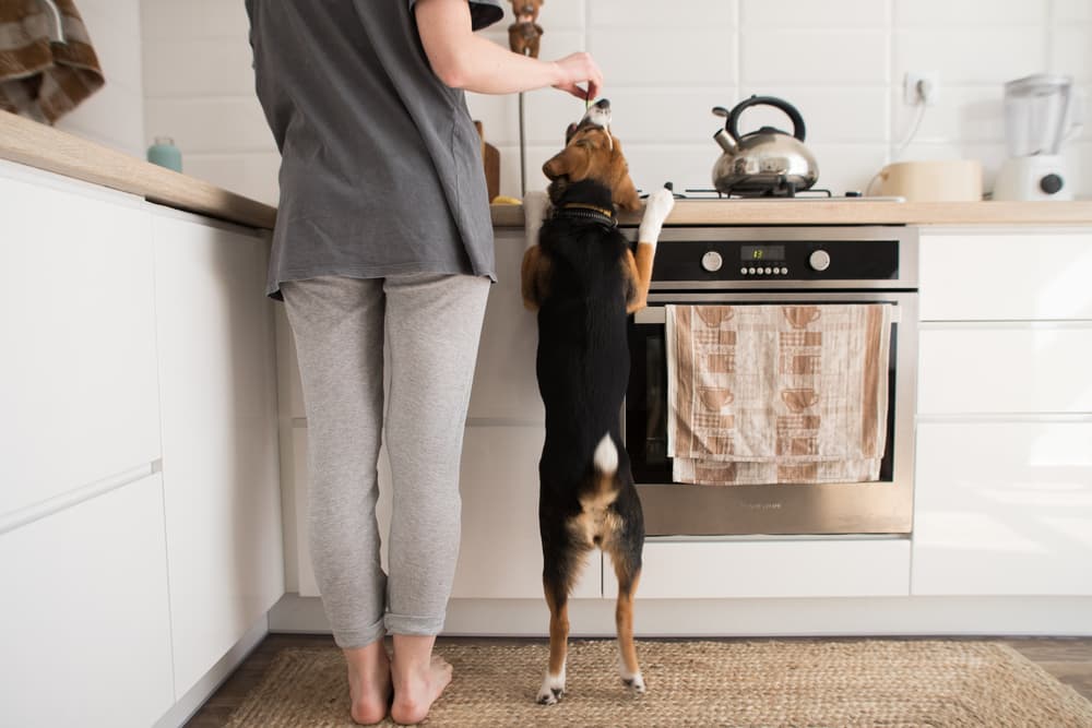 Dog standing next to owner in kitchen