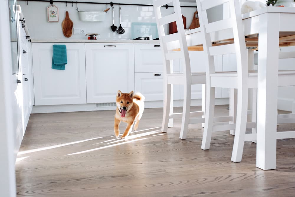 Dog running in kitchen