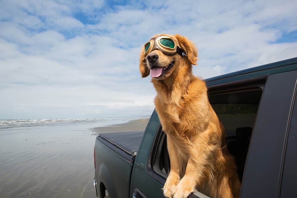 Dog wearing goggles with head out of a car