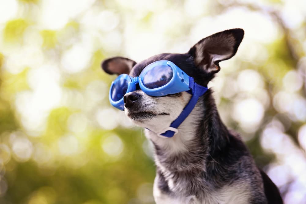 7 Best Dog Goggles for Ultimate Eye Protection