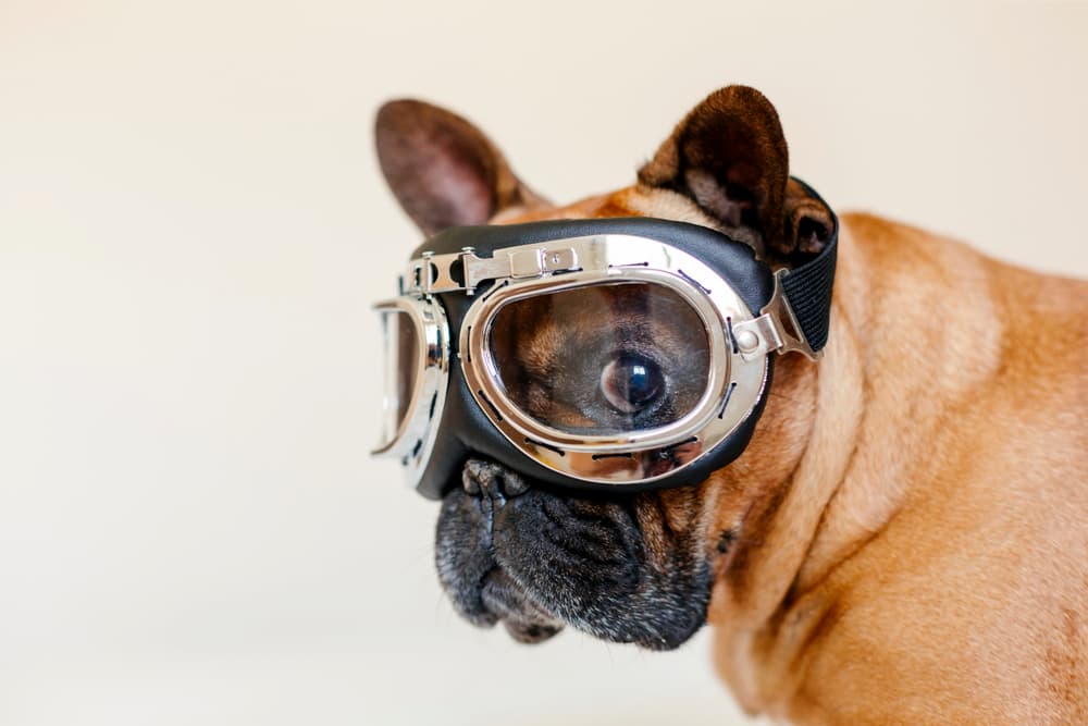 Cute dog wearing dog goggles