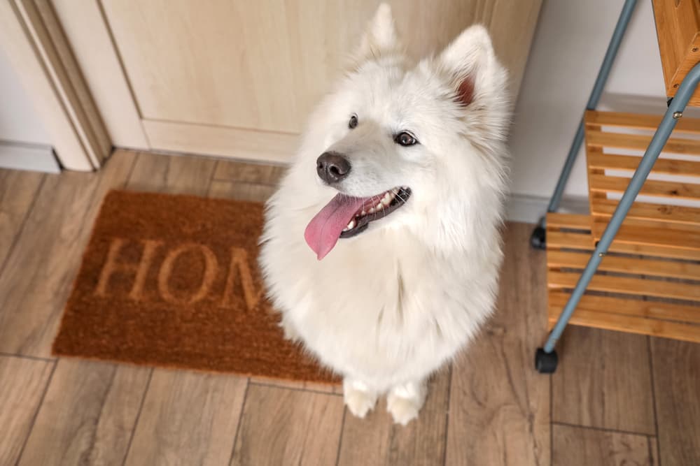 Cute dog smiling at home entryway hallway