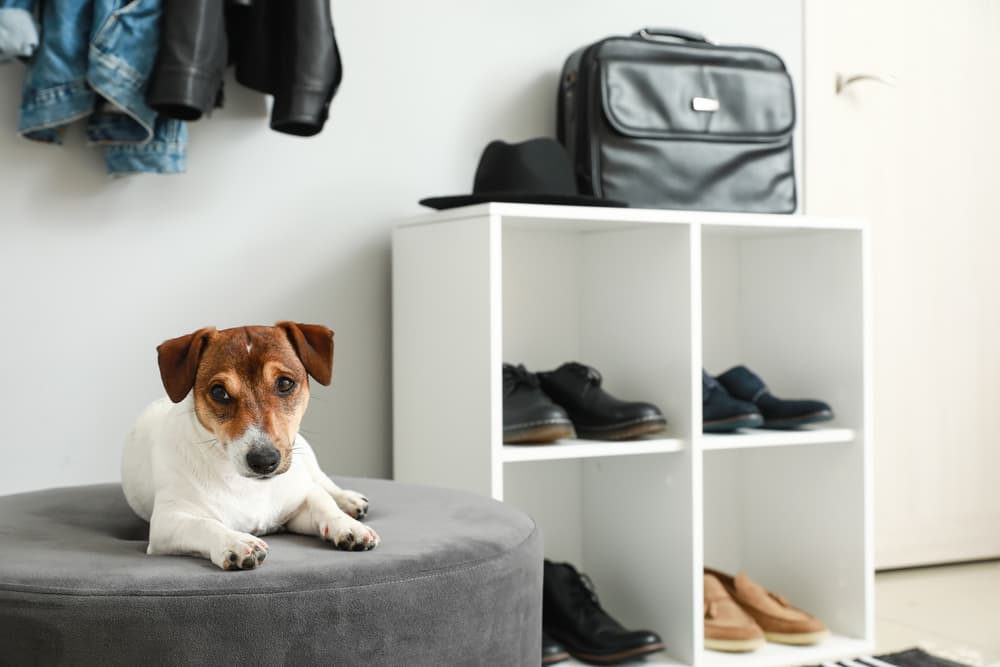 Dog laying on a comfortable little stool in hallway entryway