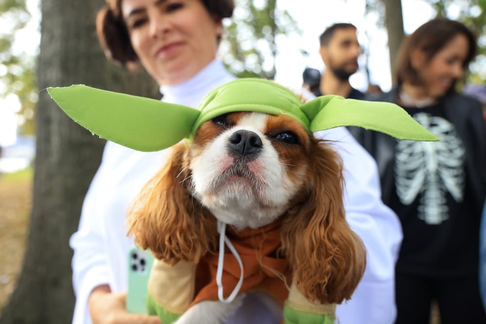 7 Best Dog and Owner Costumes for Cute Couples - Vetstreet