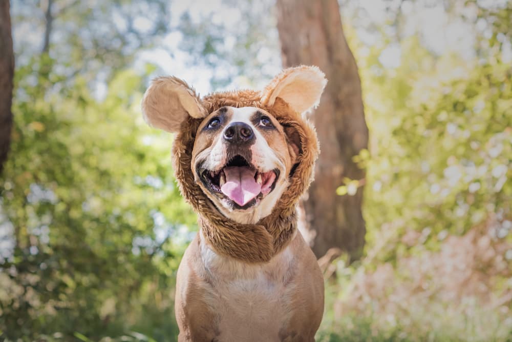 Dog in a bear costume for Halloween