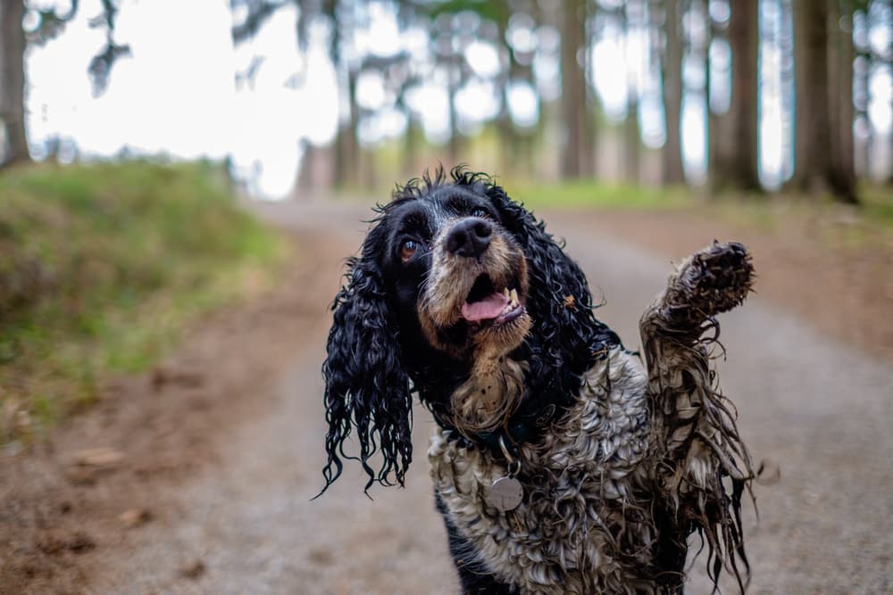 Dog with very dirty paws needs dog washer