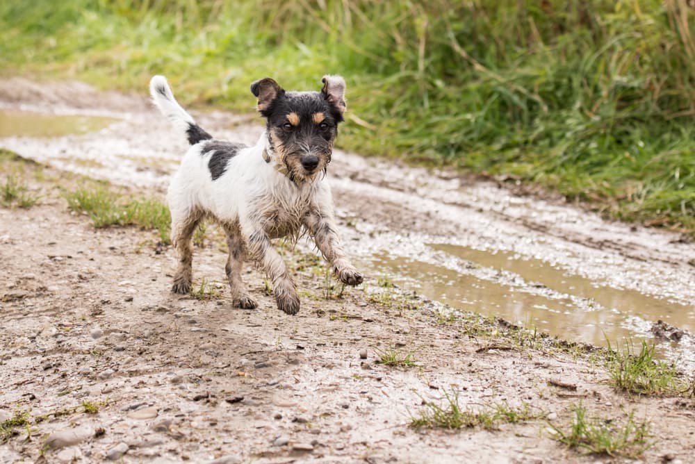 Tips for Preventing and Cleaning Muddy Dog Paws