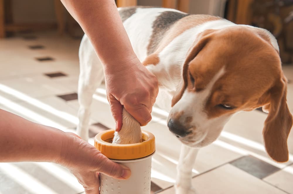 Dog with owner putting foot into paw washer