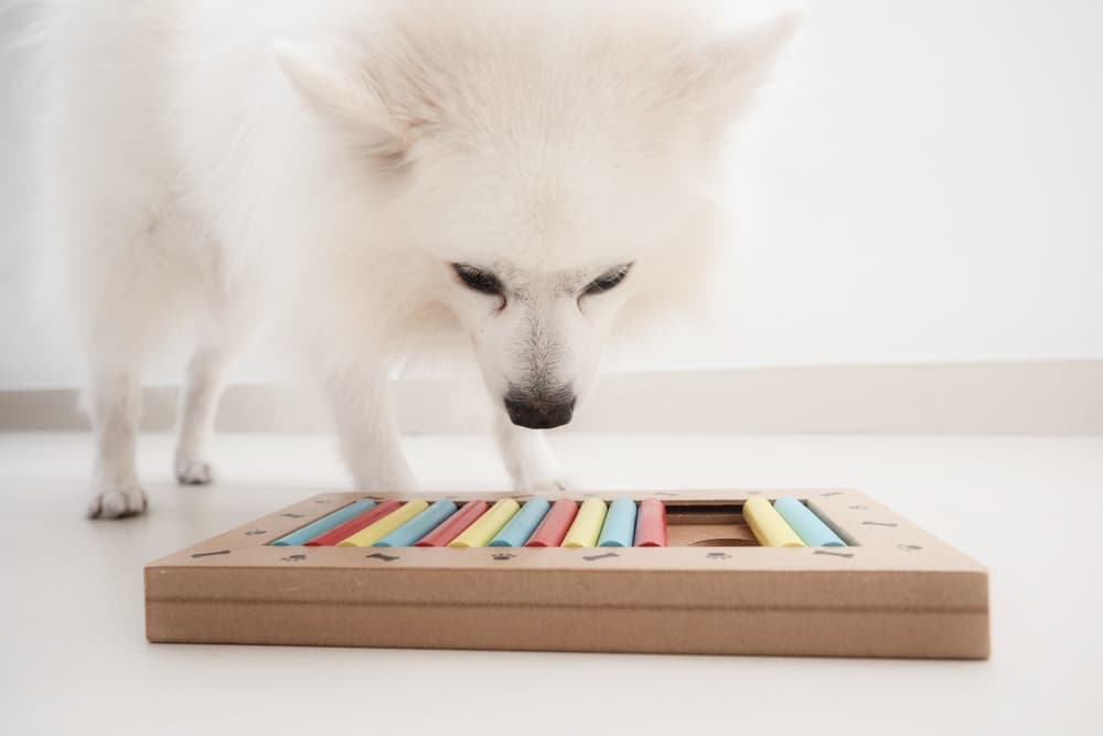 7 Dog Puzzle Toys to Boost Brainpower