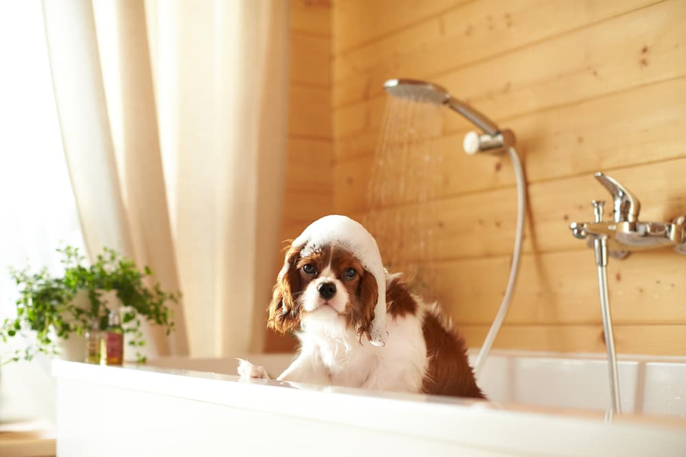 6 Best Dog Shower Attachments to Make Bath Time a Breeze