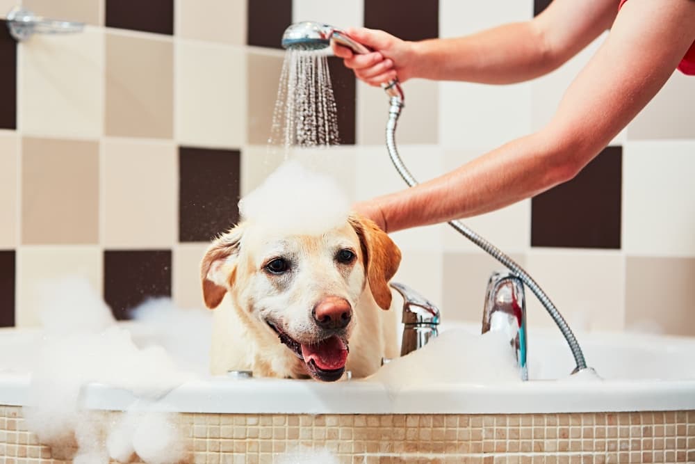 Dog having a bath at home with dog shower attachment
