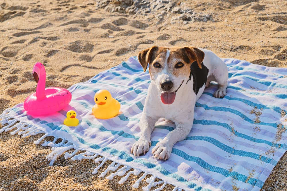 Dog laying on beach towel