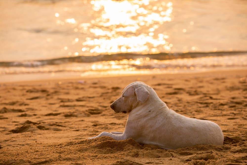 6 Dog Sunscreen Picks for Summer Safety